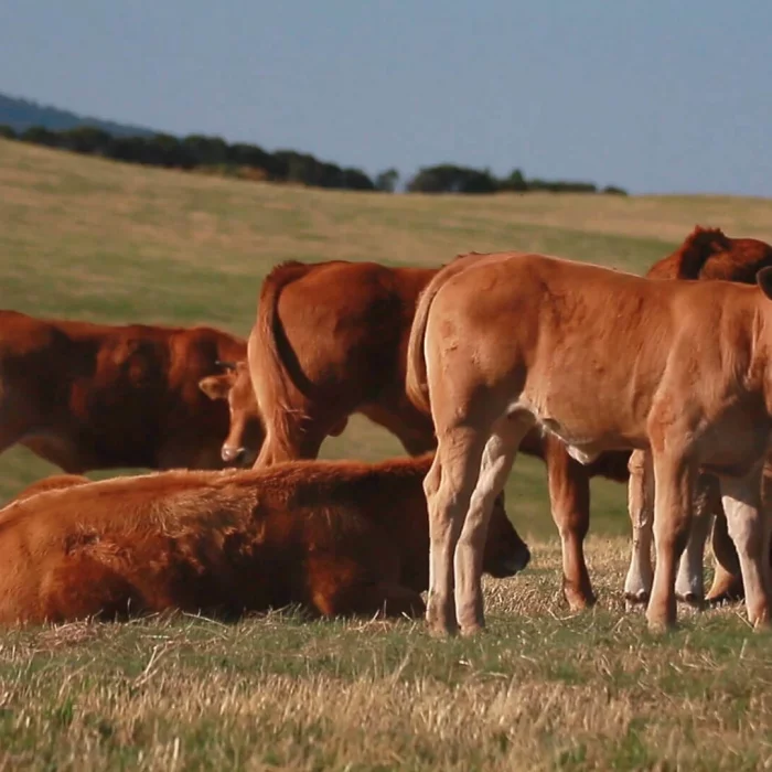 vacas_pastando_ancares